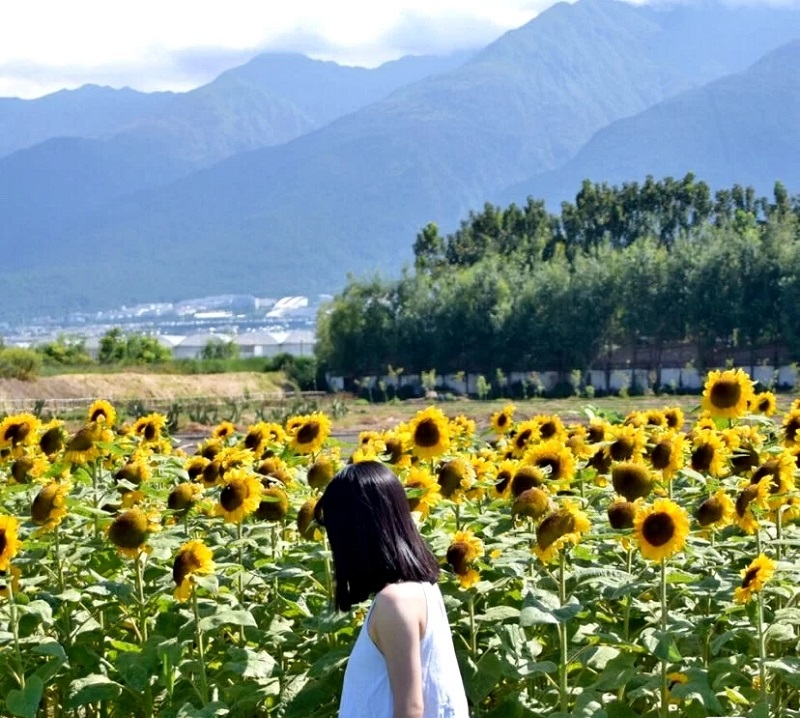 大理研學旅行