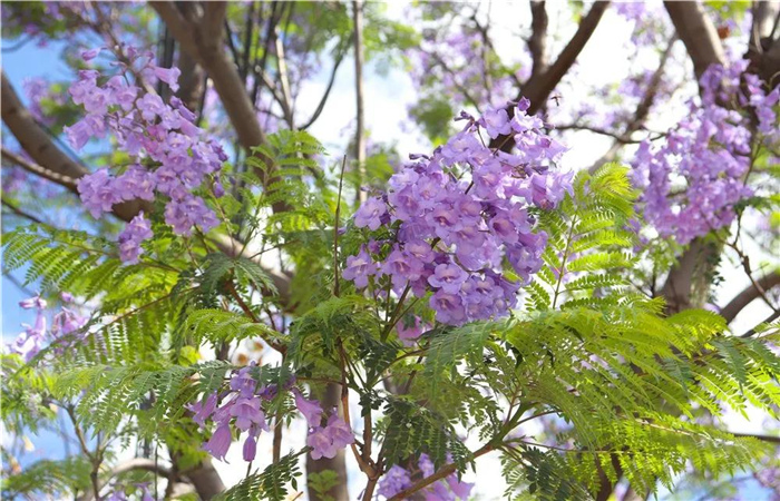 藍花楹