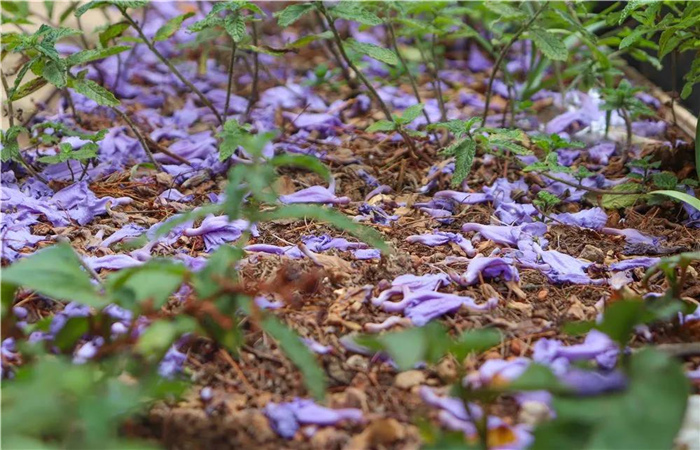 藍花楹