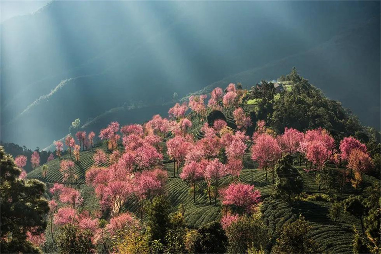 大理櫻花季：南澗無量，秘境花鄉——神仙姐姐居住的地方！快來大理旅游吧！