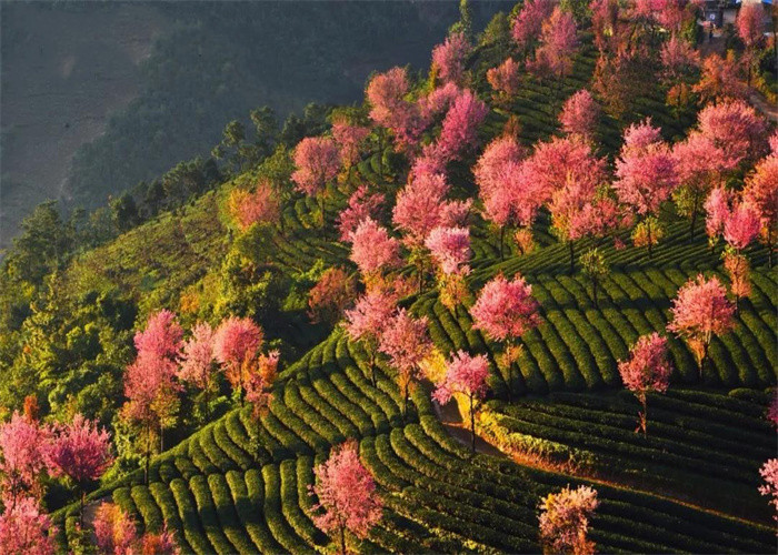 大理旅游：冬日賞櫻，徒步無量山。漫步洱海，打卡s彎小鐮倉。邂逅精靈，洱海紅嘴鷗。