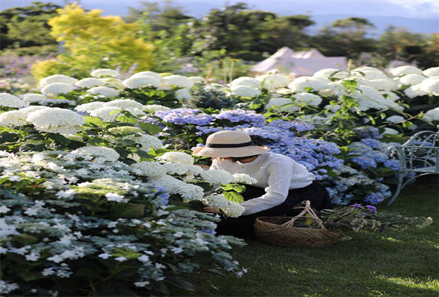 蒼山下，邂逅莫奈花園